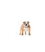 Royal Canin - BHN BULLDOG ADULT - 12kg - Image 3