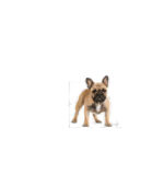 Royal Canin - BHN FRENCH BULLDOG ADULT - HRANA ZA PSE - Image 3