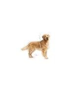 Royal Canin - BHN GOLDEN RETRIEVER ADULT - 12kg - Image 3