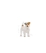 Royal Canin -BHN JACK RUSSELL ADULT - 3kg - Image 3