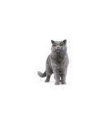 Royal Canin - FBN BRITISH SHORTHAIR - 400g, 2kg - Image 3