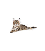 Royal Canin - FBN MAINECOON - HRANA ZA MACE - 2kg - Image 3