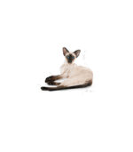 Royal Canin - FBN SIAMESE - HRANA ZA MACE - 2kg - Image 3