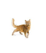 Royal Canin - FHN FIT32 - HRANA ZA MAČKE - Image 3