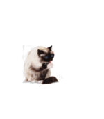 Royal Canin - FCN INTENSE HAIRBALL - 400g, 2kg - Image 3