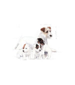 Royal Canin – BABY DOG – MLIJEKO ZA PSE – 400g - Image 2