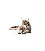 Royal Canin - MAIN COON - HRANA ZA MACE - 85g - Image 3