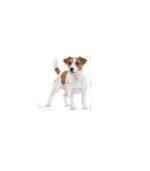 Royal Canin – MINI ADULT - HRANA ZA PSE – 85g - Image 3