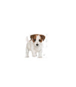 Royal Canin – MINI PUPPY - HRANA ZA PSE – 85g - Image 3