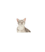 Royal Canin - SENSORY FEEL - HRANA ZA MACE - 85g - Image 3