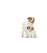 Royal Canin – STARTER MOUSSE – 195g - Image 3