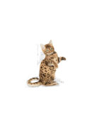 Royal Canin – STERILIZED JELLY – 85g - Image 3