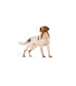 Royal Canin - SHN MEDIUM ADULT - HRANA ZA PSE - Image 3
