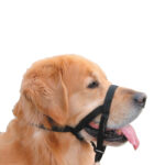 Nobby - "Easy Leader" - BRNJICA ZA PSE