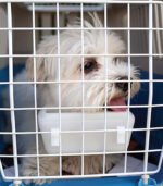 Ferplast - "ATLAS OPEN" TRANSPORTER ZA MAČKE I MALE PSE - Image 4