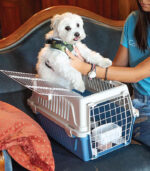 Ferplast - "ATLAS OPEN" TRANSPORTER ZA MAČKE I MALE PSE - Image 2