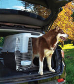 Ferplast - "ATLAS PROFESSIONAL" SREDNJE - VELIKI TRANSPORTER ZA PSE - Image 2