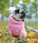 Džemper za pse - Baby roze - Image 5