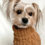 Džemper za pse - Bež