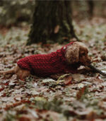 Džemper za pse - Bordo - Image 2