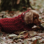 Džemper za pse - Bordo