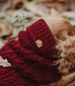 Džemper za pse - Bordo - Image 3