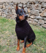 Džemper za pse - Crni