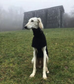 Džemper za pse - Crni - Image 4