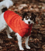 Džemper za pse - Crveni - Image 2