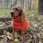 Džemper za pse - Narandžasti