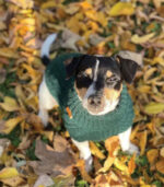 Džemper za pse - Tamnozeleni - Image 2